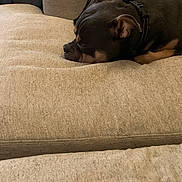 Jax is registered to the contest to win money with this photo: animal, beige, canine, closeup, collar, comfort, couch, cozy, dog, domestic, fur, home, indoor, nap, pet, quiet, relaxing, resting, side_view, sleeping