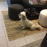 Marcus a rejoint le concours — aidez-le/la à gagner de superbes lots ! book, coffee_table, couch, cushions, dog, fluffy_dog, fur, home_decor, indoor, living_room, magazines, ottoman, patterned_rug, pet, pouf, side_table, sitting, small_dog, tile_floor, white_dog