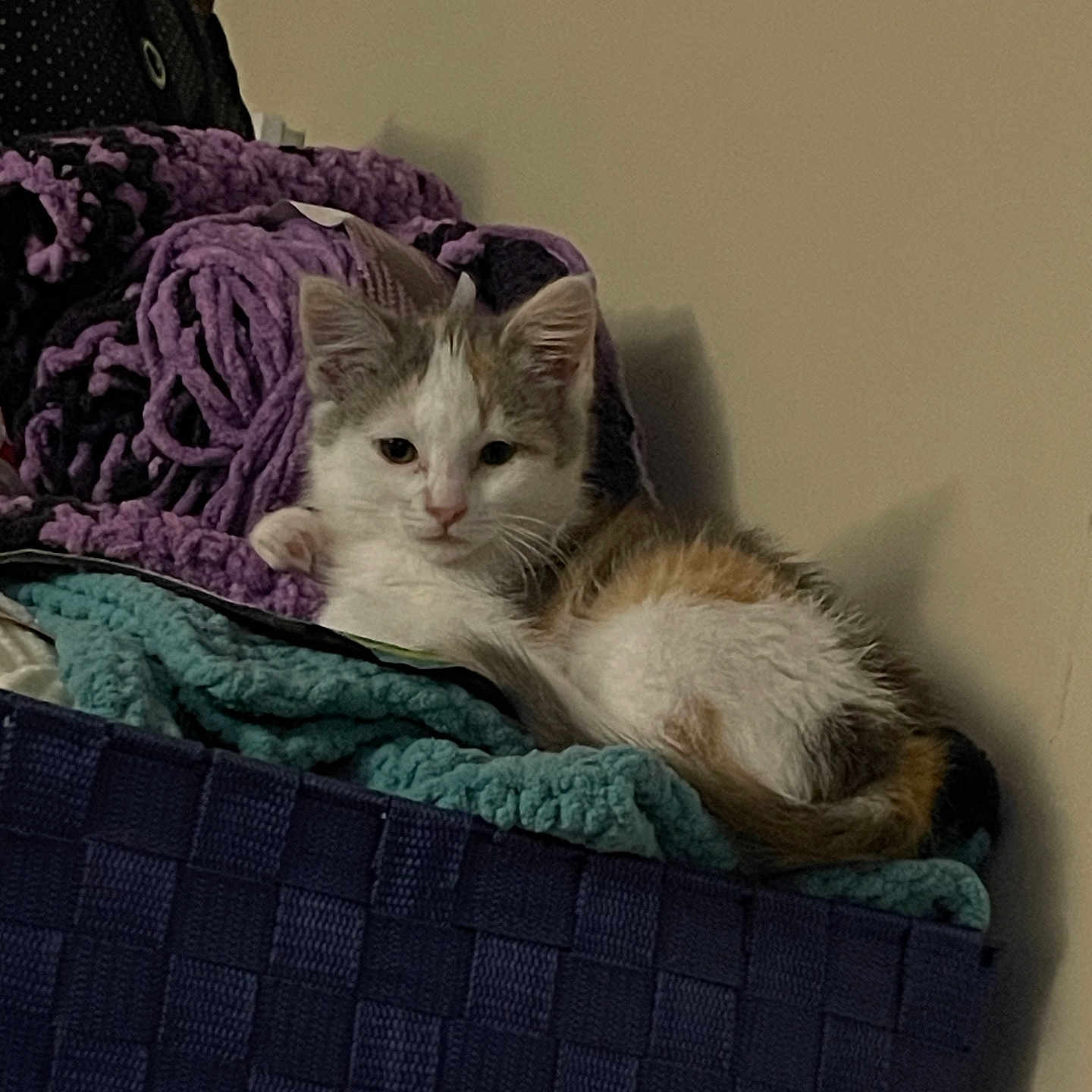 Callie is registered to the contest to win money with this photo: animal, basket, blanket, cat, comfort, cozy, curious, cute, feline, fur, home, indoor, kitten, pet, relaxed, resting, sleepy, small, soft, young