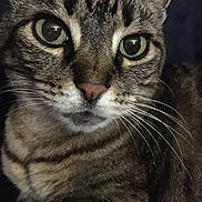 Catdog is registered to the contest to win money with this photo: cat, tabby, close_up, pet, animal, whiskers, fur, green_eyes, face, portrait, indoor, curious, feline, mammal, domestic, cute, looking, ears, nose, close