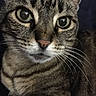 cat, tabby, close_up, pet, animal, whiskers, fur, green_eyes, face, portrait, indoor, curious, feline, mammal, domestic, cute, looking, ears, nose, close