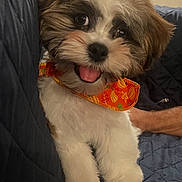 Bowser is registered to the contest to win money with this photo: puppy, dog, fluffy, orange_bandana, happy, tongue_out, pet, cute, indoor, quilted_blanket, resting, white_fur, brown_fur, black_nose, small_dog, friendly, companion, domestic_animal, animal_portrait, close_up