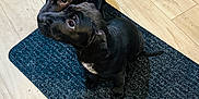 Brooklyn And Sky joined the competition — help win amazing prizes! puppy, dog, black_dog, indoor, floor, rug, wooden_floor, pet, animal, cute, two_dogs, kitchen, domestic, young_dog, looking_up, small_dog, fur, ears, tail, companion