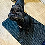 puppy, dog, black_dog, indoor, floor, rug, wooden_floor, pet, animal, cute, two_dogs, kitchen, domestic, young_dog, looking_up, small_dog, fur, ears, tail, companion