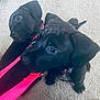 Brooklyn And Sky joined the competition — help win amazing prizes! puppy, dog, black_dog, pet, leash, carpet, indoor, cute, playful, young_dog, animal, canine, collar, two_dogs, fur, sitting, tongue, play, companions, curious