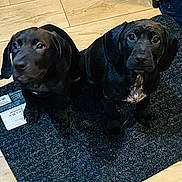 Brooklyn And Sky joined the competition — help win amazing prizes! puppy, dog, black_dog, floor, mat, indoor, pet, cute, animal, two_puppies, looking_at_camera, wood_floor, domestic, young_dog, sitting, portrait, companion, friendship, home, floor_mat