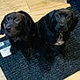 puppy, dog, black_dog, floor, mat, indoor, pet, cute, animal, two_puppies, looking_at_camera, wood_floor, domestic, young_dog, sitting, portrait, companion, friendship, home, floor_mat