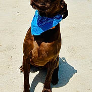 Ranger is registered to the contest to win money with this photo: blue_bandana, brown_dog, chair, closeup, collar, concrete, decoration, dog, ears, large_paws, looking_up, muzzle, outdoor, patio, paws, pet, portrait, shadow, sitting, sunny