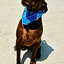 blue_bandana, brown_dog, chair, closeup, collar, concrete, decoration, dog, ears, large_paws, looking_up, muzzle, outdoor, patio, paws, pet, portrait, shadow, sitting, sunny