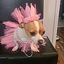 Lola is registered to the contest to win money with this photo: dog, small_dog, crown, pink_tutu, pet_accessory, beaded_necklace, indoor, black_stool, brown_and_white_dog, costume, cute, animal, pet, floor, wooden_floor, decor, portrait, closeup, domestic_dog, sitting