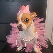 Lola is registered to the contest to win money with this photo: dog, small_dog, tutu, pink, crown, pearl_necklace, pet, costume, cute, animal, indoor, black_background, chair, portrait, looking, ears, face, sitting, accessory, adorable