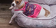 Lola joined the competition — help win amazing prizes! dog, small_dog, pet_bed, dog_clothing, brown_and_white_dog, floor, yellow_suitcase, rat_trap, indoor, curious, relaxed, paw, furniture, home, cozy, animal, domestic, laying, looking, quiet