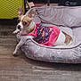 dog, small_dog, pet_bed, dog_clothing, brown_and_white_dog, floor, yellow_suitcase, rat_trap, indoor, curious, relaxed, paw, furniture, home, cozy, animal, domestic, laying, looking, quiet