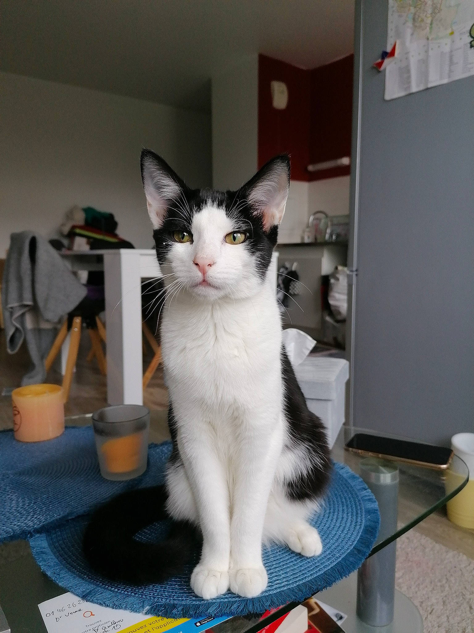 Gaby a rejoint le concours — aidez-le/la à gagner de superbes lots ! aegean_cat, american_wirehair, asian, carnivore, cat, domestic_short_haired_cat, european_shorthair, felidae, japanese_bobtail, kitten, mammal, polydactyl_cat, small_to_medium_sized_cats, tail, turkish_angora, whiskers