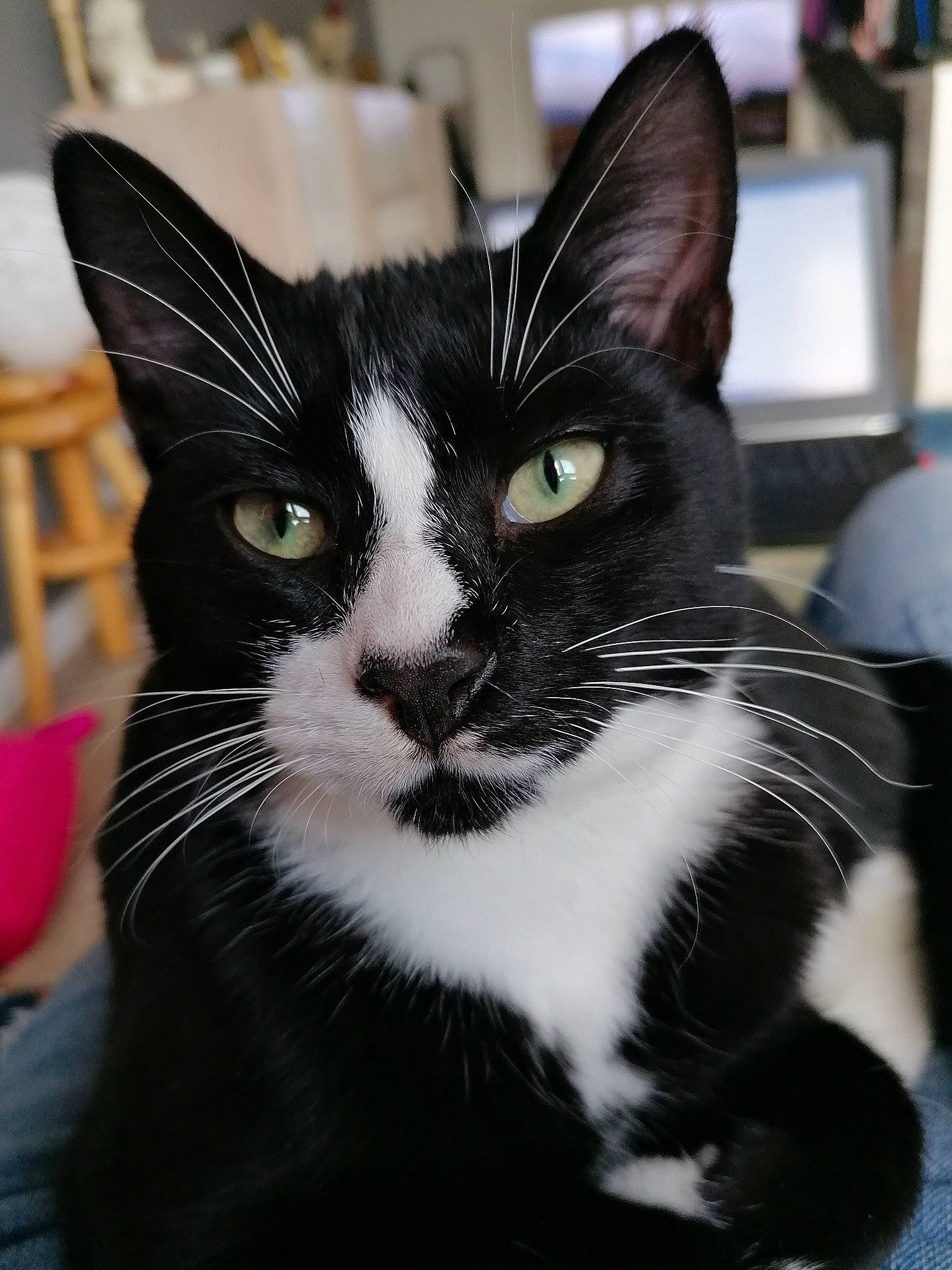 Rembrandt participe au concours pour gagner de l'argent avec cette photo : asian, black, black_and_white, black_cat, carnivore, cat, domestic_short_haired_cat, ear, european_shorthair, eye, felidae, fur, kitten, mammal, small_to_medium_sized_cats, snout, whiskers