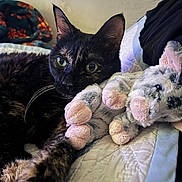 Izzy joined the competition — help win amazing prizes! cat, tortoiseshell_cat, plush_toy, stuffed_animal, bed, quilt, indoor, animal, pet, feline, snuggling, cozy, cute, whiskers, paws, soft_toy, relaxing, companion, resting, closeup