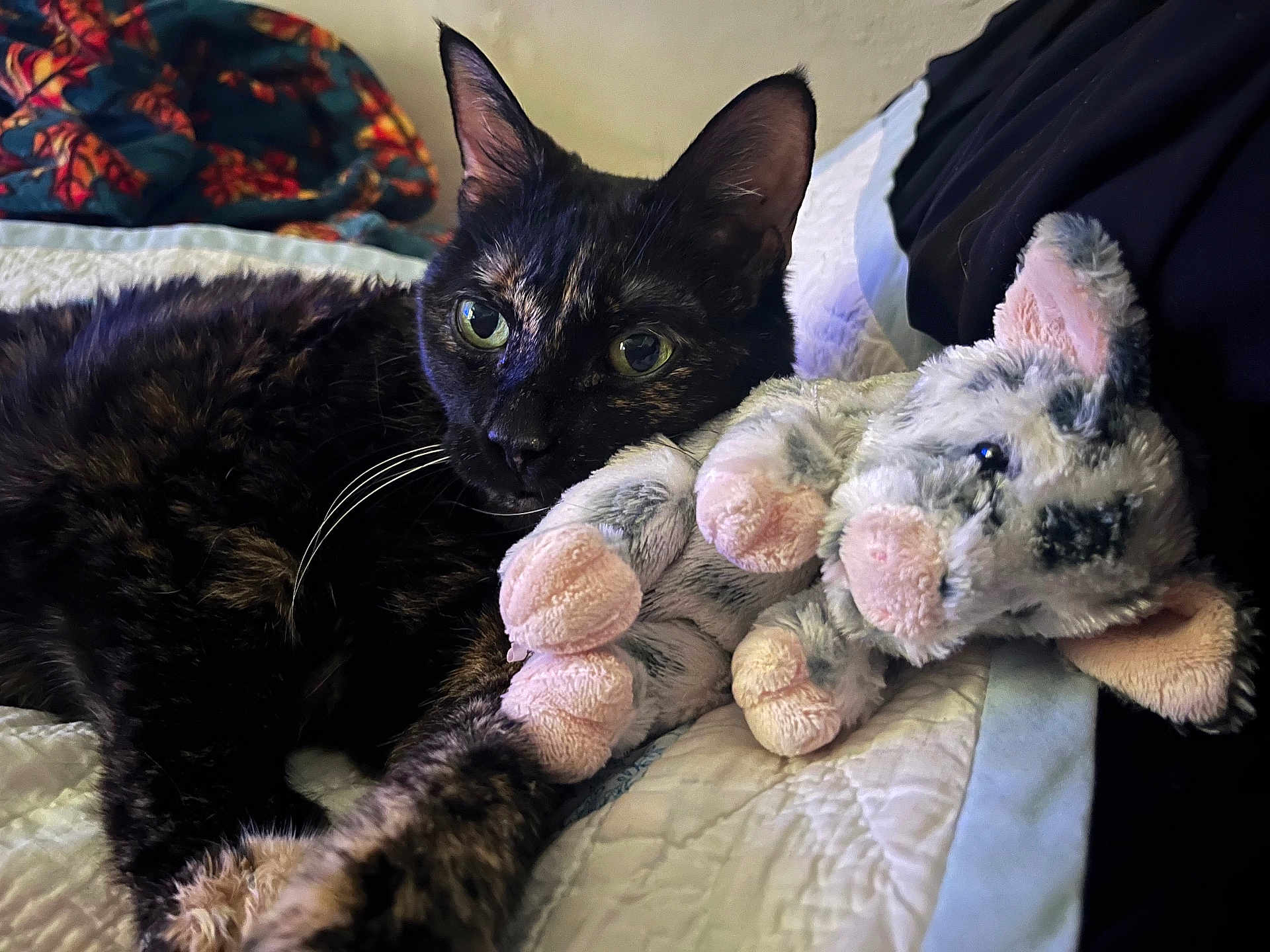 Izzy joined the competition — help win amazing prizes! cat, tortoiseshell_cat, plush_toy, stuffed_animal, bed, quilt, indoor, animal, pet, feline, snuggling, cozy, cute, whiskers, paws, soft_toy, relaxing, companion, resting, closeup