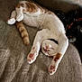 cat, orange_cat, white_cat, sleeping, nap, paw, paw_pads, toe_beans, couch, sofa, blanket, pet, collar, indoor, relaxed, fur, whiskers, closeup, lounging, cozy