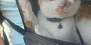 Taco is registered to the contest to win money with this photo: cat, orange_tabby, white_fur, mesh, pet_carrier, backpack_carrier, collar, paw, ear, eyes, zipper, person, shorts, shirt, strap, outdoor, sunlight, close_up, portrait, travel