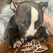 Kiya is registered to the contest to win money with this photo: dog, sleeping, paw, brown_blanket, white_stripe, tattoo, close_up, cozy, indoor, resting, cute, pet, animal, relaxed, napping, snout, ears, claws, fabric, comfort