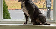 Kiya joined the competition — help win amazing prizes! dog, windowsill, window, indoor, pet, canine, animal, looking_outside, house, mailbox, fence, tree, blanket, resting, seated, daylight, quiet, calm, home, curious