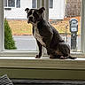 dog, windowsill, window, indoor, pet, canine, animal, looking_outside, house, mailbox, fence, tree, blanket, resting, seated, daylight, quiet, calm, home, curious