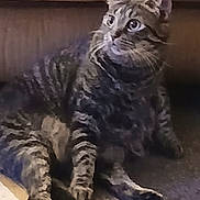 Cleo joined the competition — help win amazing prizes! cat, tabby_cat, feline, pet, animal, whiskers, ears, striped_fur, sitting, couch, indoor, living_room, portrait, looking_up, fluffy, gray_fur, brown_fur, photograph, smartphone_screenshot, gallery_interface