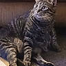 cat, tabby_cat, feline, pet, animal, whiskers, ears, striped_fur, sitting, couch, indoor, living_room, portrait, looking_up, fluffy, gray_fur, brown_fur, photograph, smartphone_screenshot, gallery_interface