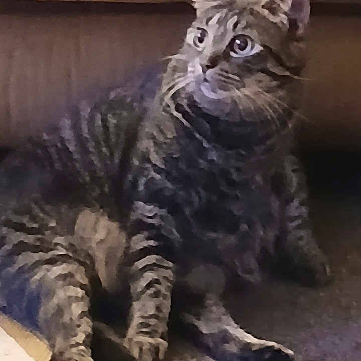 Cleo