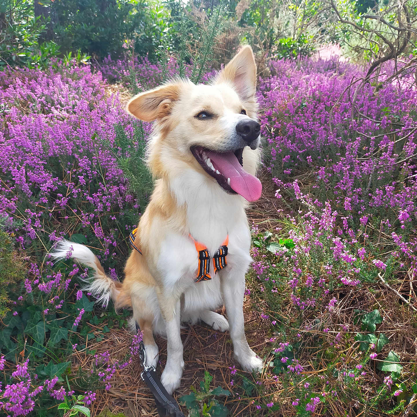 Uria participe au concours pour gagner de l'argent avec cette photo : accessories, animal, canine, dog, flower, geranium, grass, herbal, herbs, husky, land, nature, outdoors, pet, plant, purple, strap, tree, vegetation, woodland
