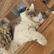 Dobby a rejoint le concours — aidez-le/la à gagner de superbes lots ! cat, sleeping, fluffy, long_hair, white_fur, gray_fur, tabby, pet, animal, indoors, wooden_cabinet, furniture, glass, reflection, paw, whiskers, pink_nose, relaxed, cozy, portrait