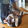 Dobby participe au concours pour gagner de l'argent avec cette photo : cat, kitten, sleeping, gray_and_white, long_hair, pet, animal, indoors, kitchen, countertop, wooden_surface, appliance, mixer, coffee_machine, relaxed, lying_down, paw, whiskers, home, funny