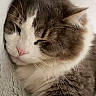 cat, gray_cat, white_cat, fluffy, furry, close_up, portrait, sleepy, relaxed, whiskers, pink_nose, ears, paws, pet, indoor, cozy, soft_texture, cuddling, animal, cute