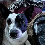 Harvey Dent joined the competition — help win amazing prizes! dog, black_and_white, pet, indoor, blanket, cushion, ears, face, animal, canine, cozy, fur, looking, portrait, resting, snout, whiskers, closeup, domestic, companion