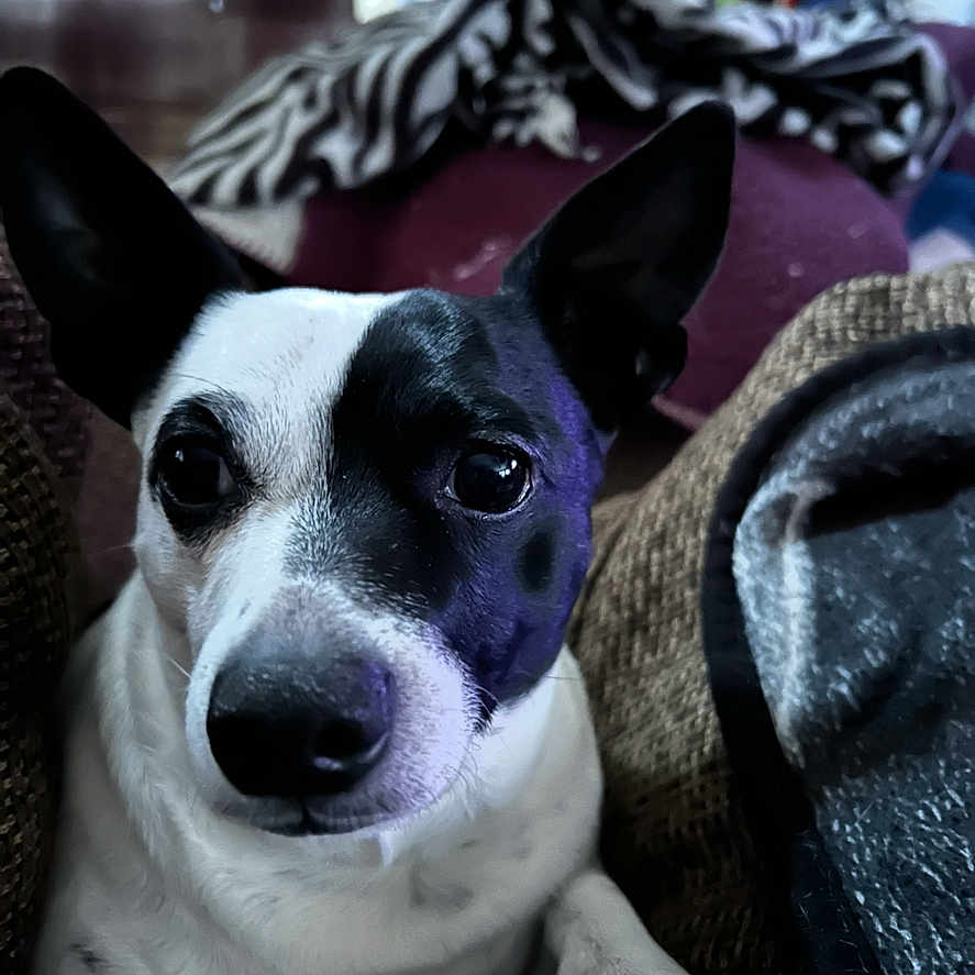 Harvey Dent