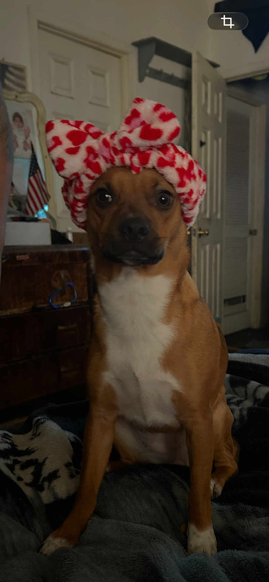 Storm joined the competition — help win amazing prizes! dog, pet, indoor, blanket, headband, red_hearts, brown_dog, white_chest, furniture, door, flag, room, portrait, sitting, cozy, blanket_pattern, home, animal, cute, fur