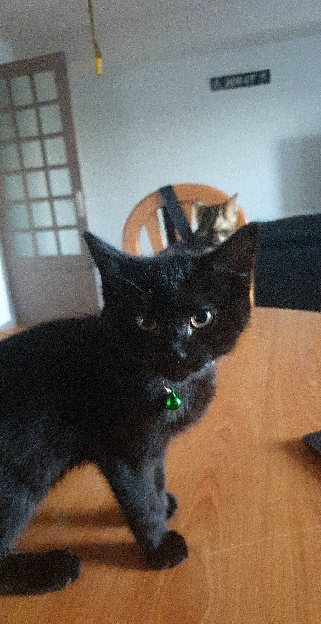 Malicia a rejoint le concours — aidez-le/la à gagner de superbes lots ! asian, black_cat, bombay, burmese, carnivore, cat, claw, domestic_short_haired_cat, felidae, german_rex, kitten, korat, mammal, small_to_medium_sized_cats, tail, vertebrate, whiskers