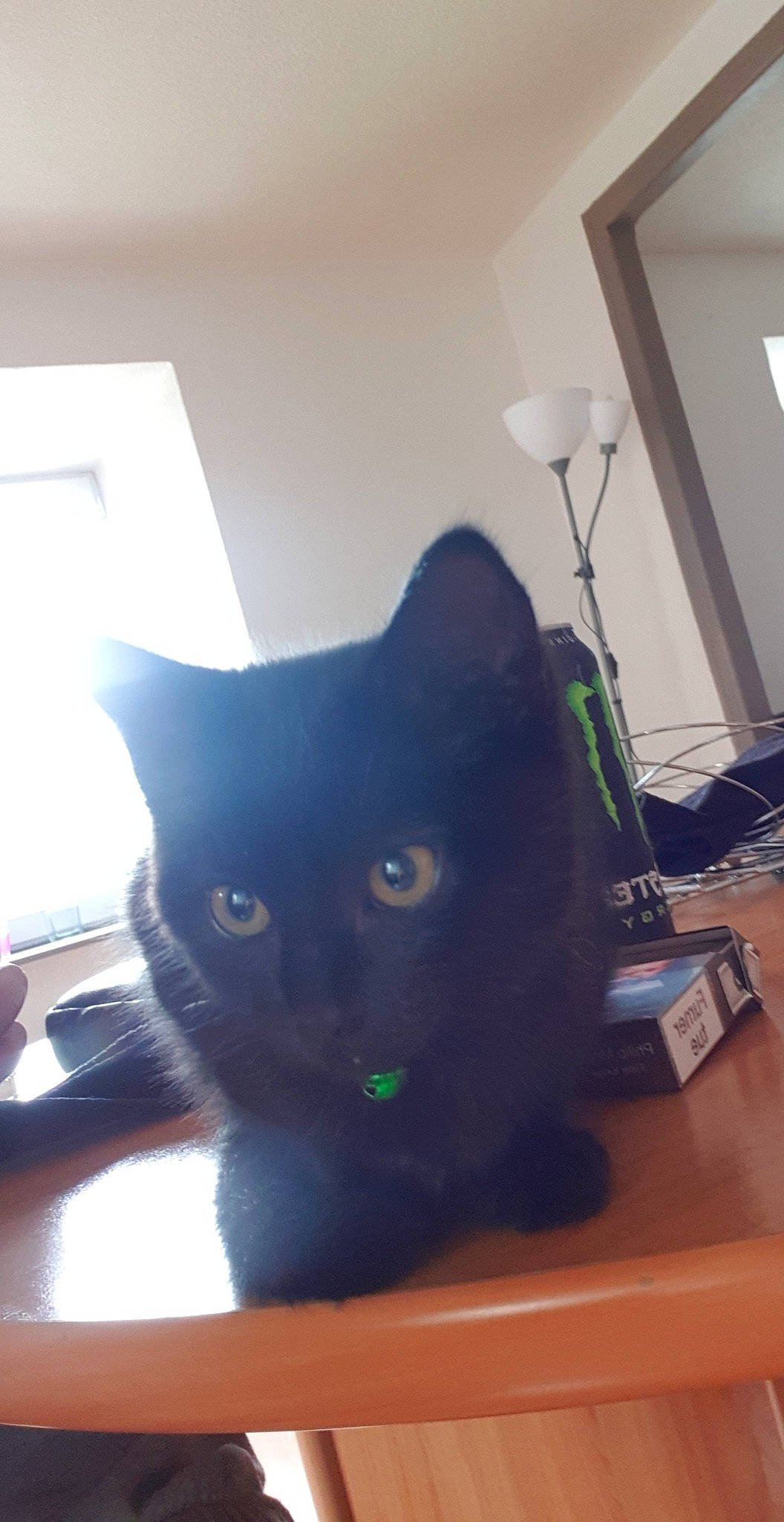 Malicia participe au concours pour gagner de l'argent avec cette photo : asian, black, black_cat, bombay, carnivore, cat, domestic_short_haired_cat, eye, felidae, floor, fur, korat, mammal, nebelung, room, russian_blue, small_to_medium_sized_cats, snout, tail, whiskers