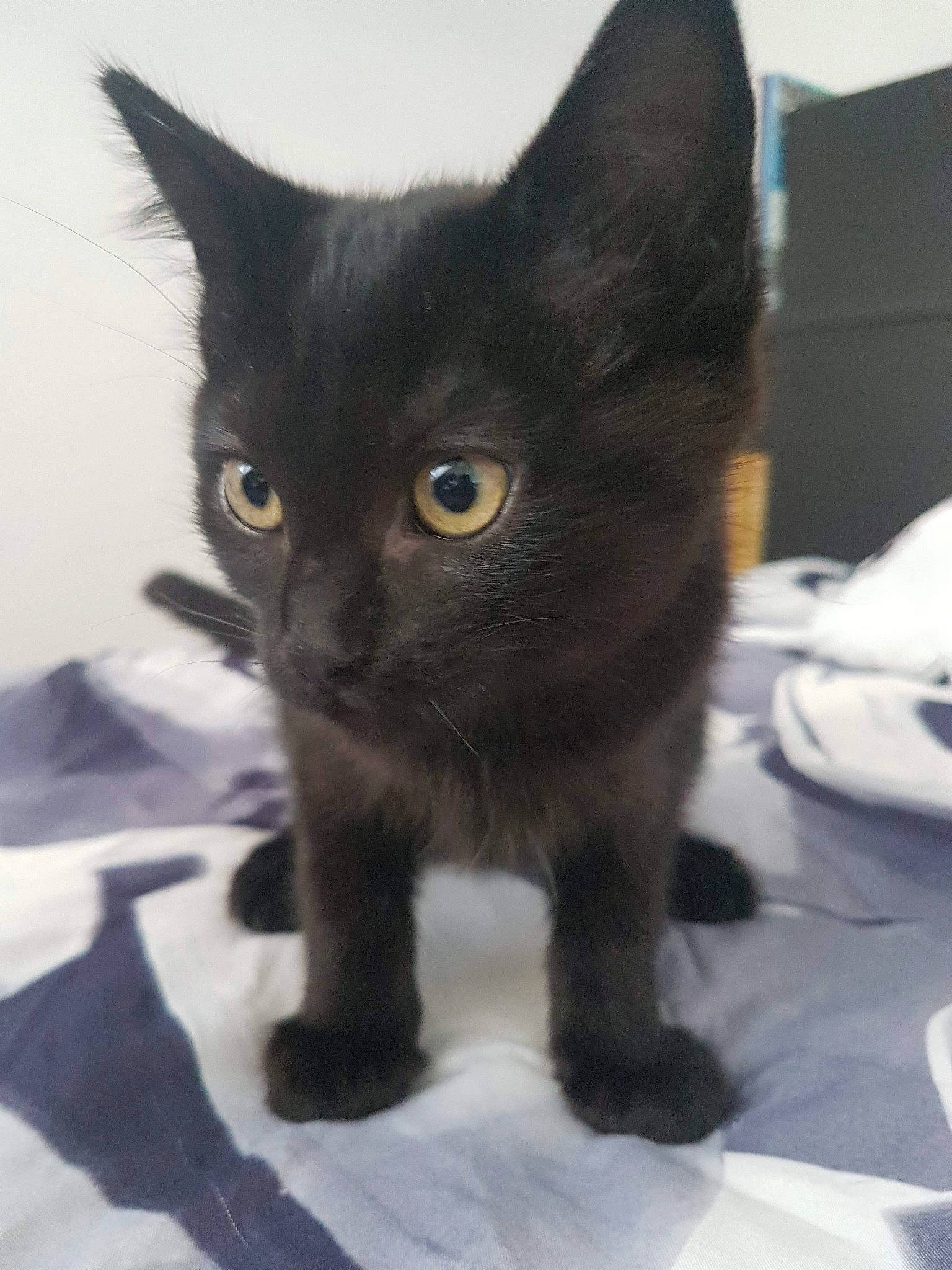 Malicia participe au concours pour gagner de l'argent avec cette photo : asian, black_cat, bombay, burmese, carnivore, cat, domestic_short_haired_cat, european_shorthair, eye, felidae, german_rex, havana_brown, kitten, korat, mammal, polydactyl_cat, small_to_medium_sized_cats, snout, vertebrate, whiskers