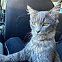 Mr Smokey is registered to the contest to win money with this photo: animal, boy, car_interior, car_seat, cat, child, domestic_animal, feline, fur, gray_cat, indoor, person, pet, relaxed, seat_back, side_view, sunlight, whiskers, window, yellow_eyes