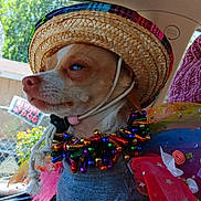 Da-Girl joined the competition — help win amazing prizes! animal, calm, car_interior, closeup, colorful_necklace, costume, cute, daylight, decorations, dog, fabric, festive, hat, pet, portrait, sitting, small_dog, sombrero, tulle, window