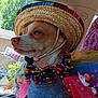 animal, calm, car_interior, closeup, colorful_necklace, costume, cute, daylight, decorations, dog, fabric, festive, hat, pet, portrait, sitting, small_dog, sombrero, tulle, window