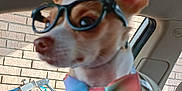 Da-Girl is registered to the contest to win money with this photo: accessory, animal, bow_tie, brick_wall, car_interior, car_seat, chihuahua, closeup, clothing, curious, cute, dog, fashion_accessory, glasses, indoors, pet, portrait, seat, small_dog, window