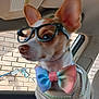 accessory, animal, bow_tie, brick_wall, car_interior, car_seat, chihuahua, closeup, clothing, curious, cute, dog, fashion_accessory, glasses, indoors, pet, portrait, seat, small_dog, window