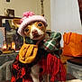 Da-Girl is registered to the contest to win money with this photo: animal, bag, blanket, chihuahua, cozy, cute, decor, dog, hat, indoor, knit_hat, pet, plaid_scarf, portrait, red_sweater, scarf, small_dog, sweater, table, warm_clothing