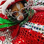 Da-Girl joined the competition — help win amazing prizes! accessory, christmas, cozy, cute, decorations, dog, eyes, fabric, face, festive, glasses, green, holiday, nose, pet, red, seasonal, small_dog, white, wrapped