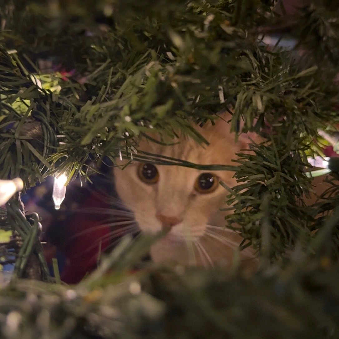 Prince Erik is registered to the contest to win money with this photo: cat, orange_cat, christmas_tree, tree_branches, christmas_lights, curious, peeking, festive, holiday, indoor, pet, whiskers, eyes, closeup, greenery, nature, animal, cute, feline, hidden