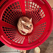 Prince Erik joined the competition — help win amazing prizes! cat, laundry_basket, red, curious, indoor, pet, animal, wooden_floor, crocs, feet, looking_up, cozy, grid_pattern, orange_cat, striped_cat, household, flooring, domestic, cute, small_space