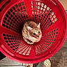 cat, laundry_basket, red, curious, indoor, pet, animal, wooden_floor, crocs, feet, looking_up, cozy, grid_pattern, orange_cat, striped_cat, household, flooring, domestic, cute, small_space