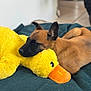 puppy, dog, sleeping, plush_toy, yellow_duck, blanket, indoor, cozy, cute, fur, pet, resting, soft, toy, animal, closeup, adorable, relaxed, comfort, nap